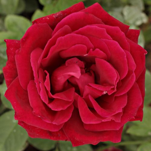 E-commerce, vendita, rose, in, vaso rose ibridi di tea - rosso - Rosa American Home™ - rosa mediamente profumata - Morey, Jr., Dennison H - Il diametro di questi fiori molto profumati è 10 cm. I fiori hanno circa 51 petali vellutati di color carminio. Le 